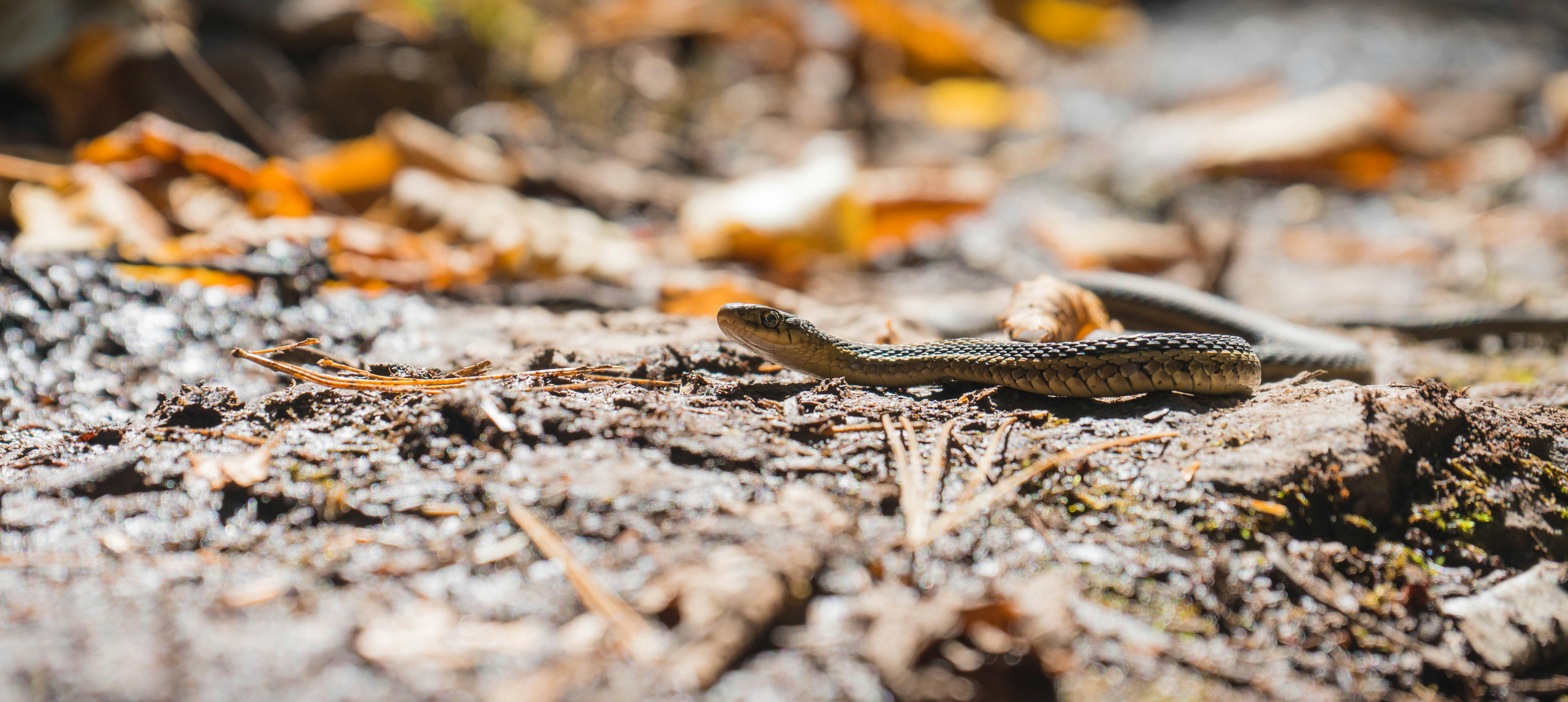 brown snake